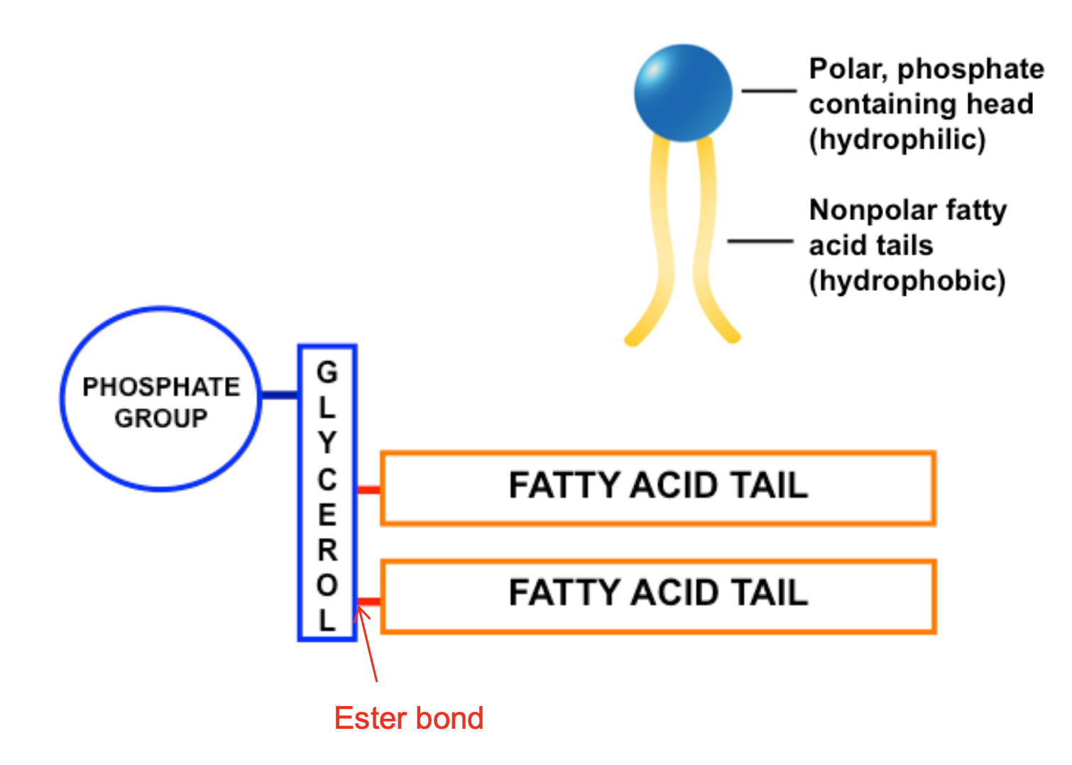 <p>double membrane made up of phospholipids with hydrophilic heads on outside and hydrophobic fatty acid tails in centre, act as barrier to movement of polar molecules and ion say allow non polar molecules across</p>