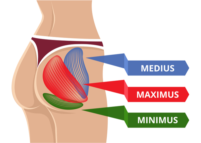 <p>O: lateral posterior surface of iliac</p><p>I: greater trochanter</p><p>A: abduct and medially rotate thigh </p>