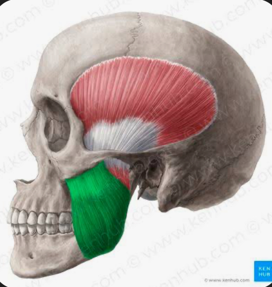 <p>masseter</p>