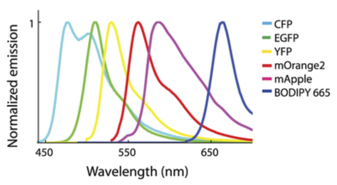 <ul><li><p>Requires 6 different fluorescent protein tags</p></li></ul><p>however:</p><ul><li><p>with so many tags→ emission spectra <strong>cannot</strong> be separated using silter sets <strong>alone</strong></p></li></ul><p></p>