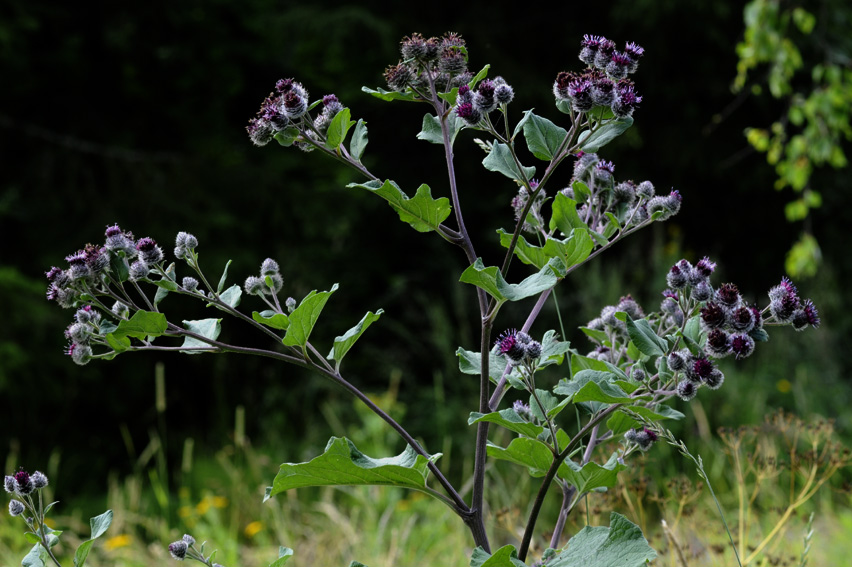 <p>Seittitakiainen</p>