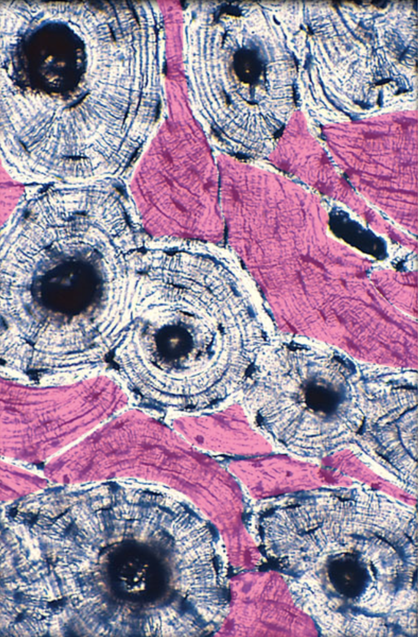 <p><span><span>Identify the histological structure highlighted in pink.</span></span></p>