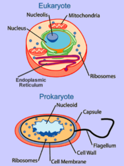 <ul><li><p>cells that have a nucleus and other membrane-bound organelles</p></li><li><p>-eu(true) + -karyon(nucleus) -consists of plants, animals, fungi, and protists</p></li></ul>