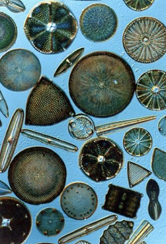 <p>diatoms </p>