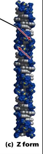 -left-handed 
-zig zag sugar phosphate backbone 
-seen in short DNA pieces with alternating purine/pyrimidine 