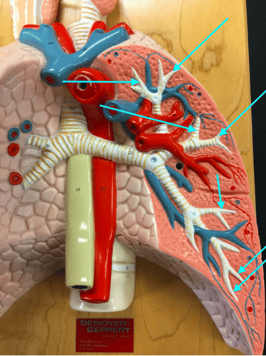 <p>What structures of the heart/lung model are the blue arrows pointing at?</p>
