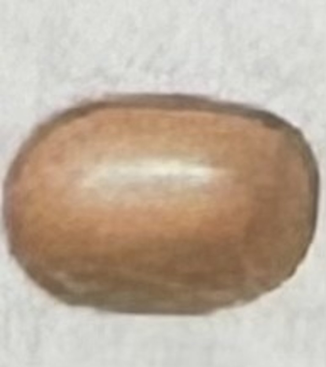 <p>Which bacterial group is this?</p>