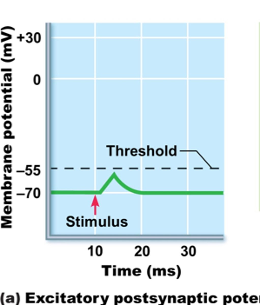 <p>- neurotransmitter opens ligand gated Na+ channels</p><p>- Na+ moves into post-synaptic cell</p><p>- causes depolarization (more positive) of post-synaptic cell (closer to threshold and more likely to have an action potential if there are enough)</p>