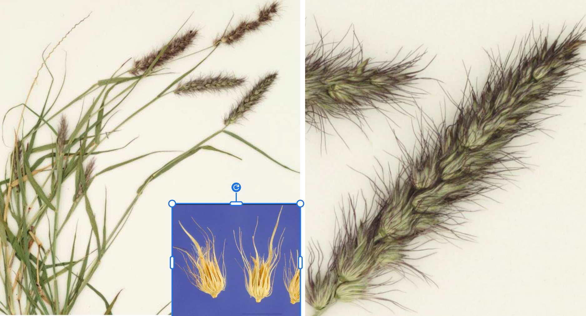 <p>Hard, knotty base</p><p>bur spikelets, compacted, purple</p>