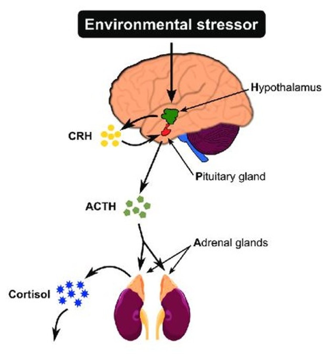 <p>Stress activates the hypothalamus to release CRH, stimulating the pituitary to release ACTH, which prompts cortisol release from the adrenal cortex.</p>