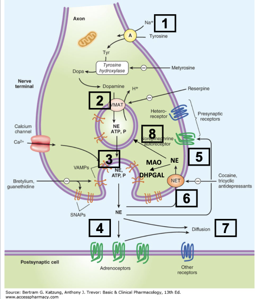 <ol><li><p>uptake of tyrosine—> precursor for catecholamines in nerve terminals</p></li><li><p>biosynthesis of NE:</p><ul><li><p>L-Tyrosine—(tyrosine hydroxylase)—> DOPA ——(DOPA carboxylase)→ Dopamine—(Dopamine B-hydroxylase)—> NE</p><ul><li><p>Dopamine to NE happens within the storage vesicle</p></li></ul></li></ul></li><li><p>Release of NE from vesicles via exocytosis, which is caused by Ca2+ influx after depolarization of neuron</p></li></ol><ol><li><p>NE action at post synaptic adrenergic receptors or at presynaptic adrenergic autoreceptors (alpha 2)</p></li><li><p>Internal: NE reuptake into presynaptic neuron via Norepinephrine Transporter —> metabolized via mitochondrial MAO</p></li><li><p>External: NE diffuse out to general circulation and metabolized by COMT</p></li></ol><p></p><p></p>