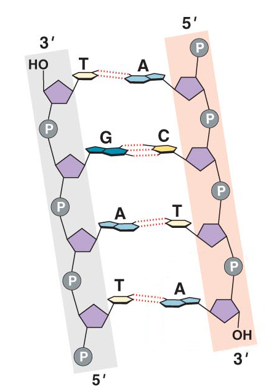 <ul><li><p>Rich in P but lacks sulfur. </p></li></ul><p></p>