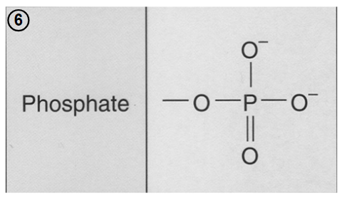 - function - to transfer energy between organic molecules.- formed by dissociation (loss of a hydrogen atom) of phosphoric acid H3PO4.
- one of its oxygen atoms will covalently attach to the carbon chain.