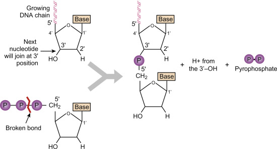 <p>Deoxynucleoside Triphosphate (dNTP) are like a DNA nucleotide, but with three phosphate groups instead of one. They freely float in the nucleus, but when a nucleotide is needed, 2 phosphate groups get broken off. This releases the energy required to form the covalent bond between adjacent nucleotides.</p>