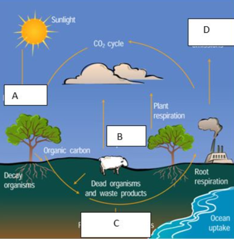 <p>What does C represent?</p>