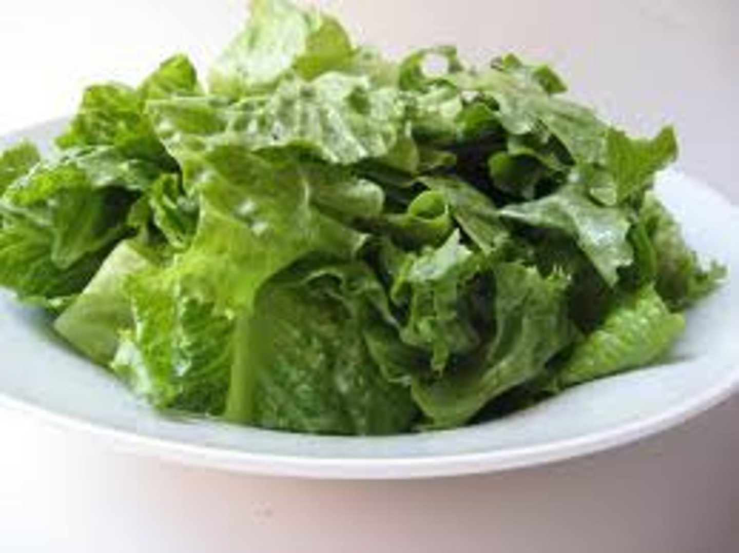 <p>lettuce, salad</p>