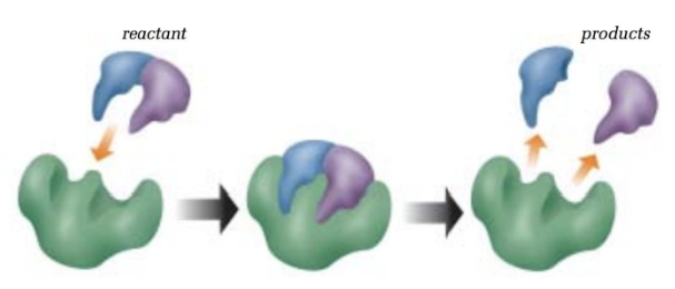 <p>What is an enzyme?</p>