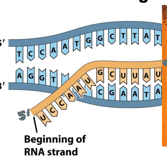 <p>Opposite the nucleotide (DNA)</p><p>5’ to 3’: RNA would be 3’ to 5’</p><p>Bottom DNA 3’ to 5: RNA would be 5’ to 3’</p>