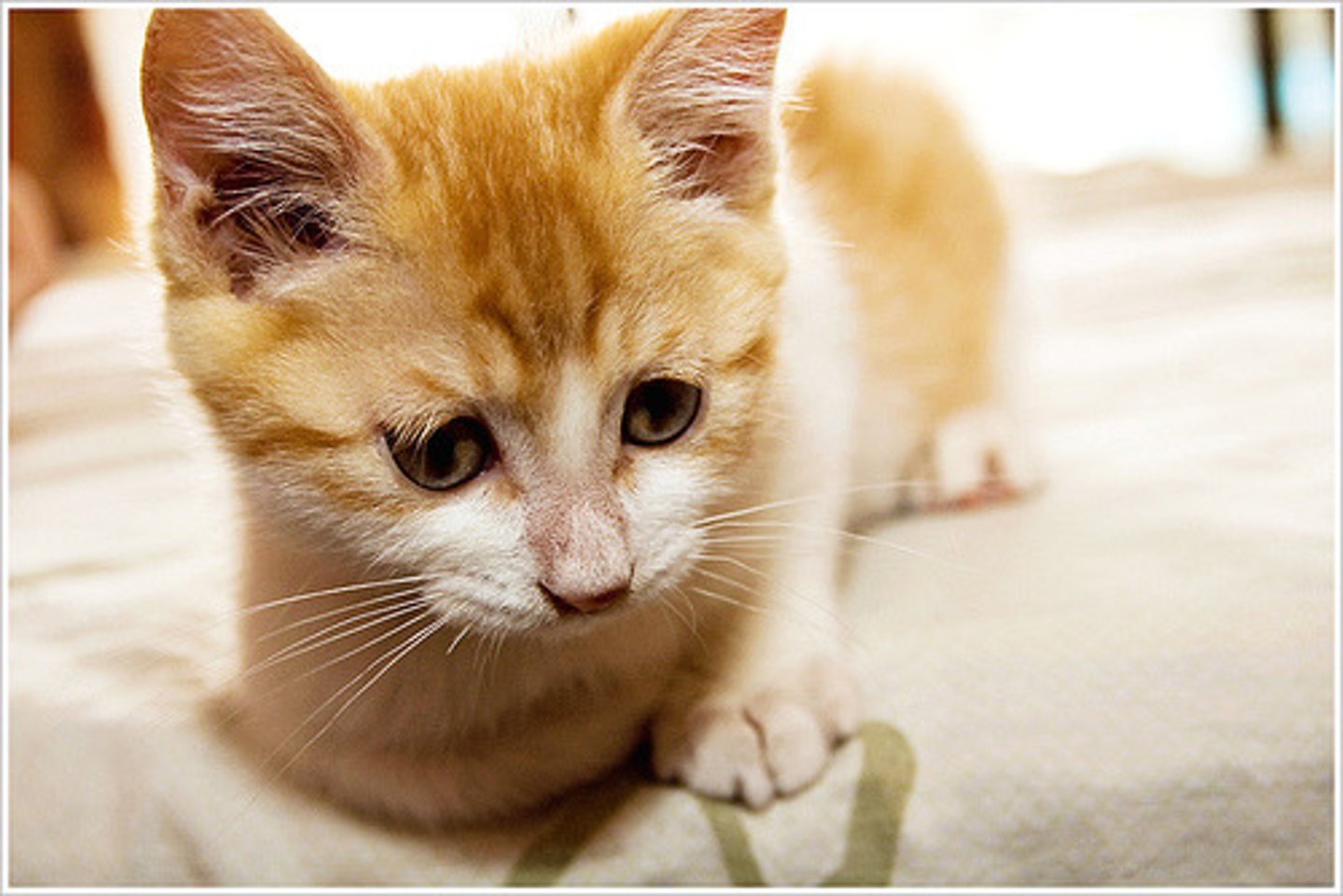 <p>(māo)</p><p>cat</p>