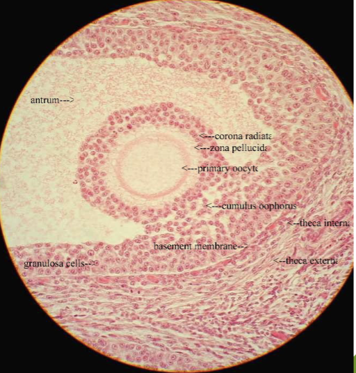 <p>what does this microscope slide represent?</p>