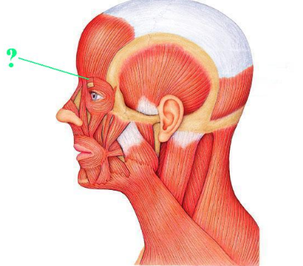 <p><span>Identify the indicated muscle.</span></p>