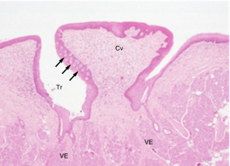 <ul><li><p>7-15</p></li><li><p>large raised mushroom shaped structures anterior to sulcus terminalis</p></li><li><p>similar histology to fungiform but also sunken deep to tongue surface</p></li><li><p>surrounded by trough with von Ebner minor salivary glands in submucosa </p></li></ul><p></p>