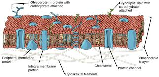 <p>it is called the fluid mosaic because as ‘fluid the membrane moves up and down very similar to a Mexican wave, and mosaic, the way the components are scattered around the membrane.</p>