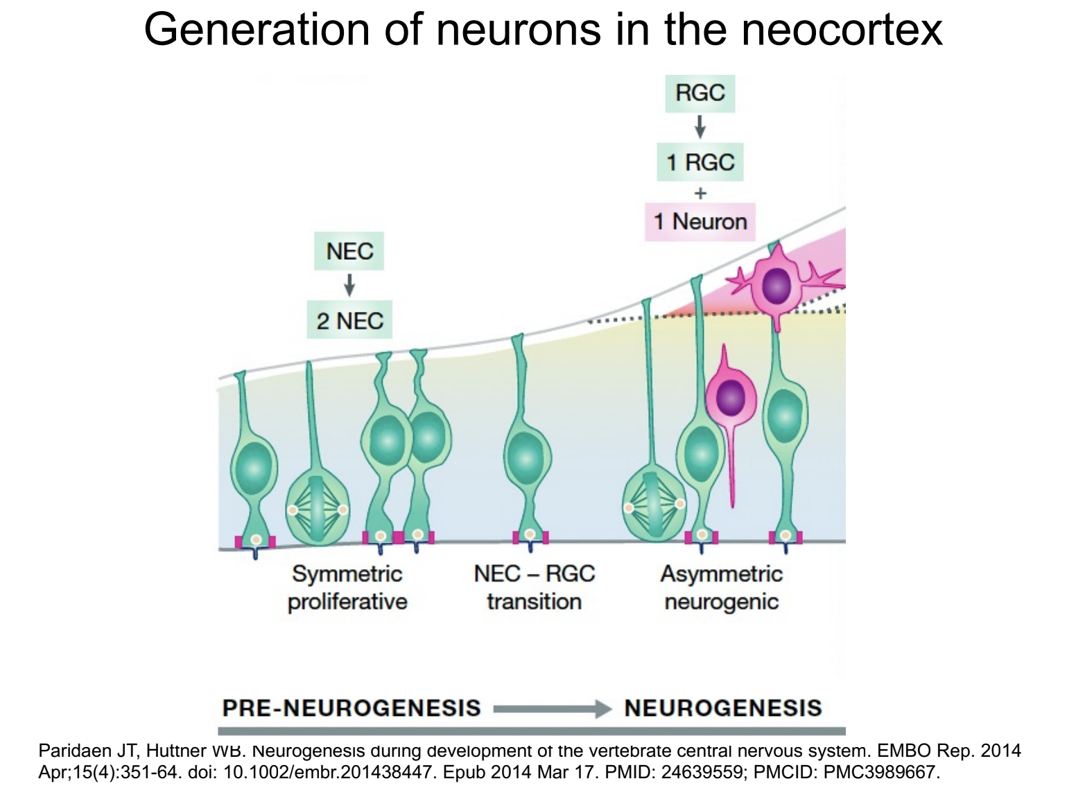 generation of neurons in neocortex