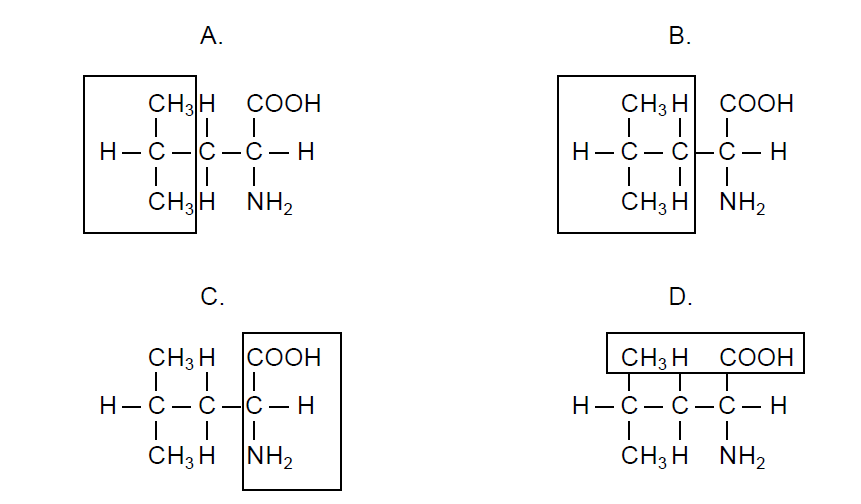 <p>the diagrams show the structure of leucine, an essential amino acid. which diagram highlights the part of leucine that distinguishes it from other amino acids?</p>
