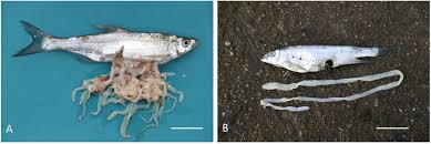 <p>Bilde av en fisk med displaced fins og involler elns (mc):</p>