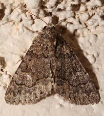 <p>Moths</p>