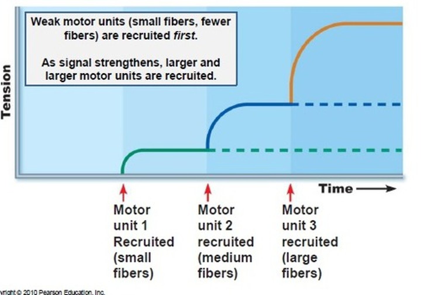 <p>(size principle) because the size of alpha motor neuron. As size increases, twitch increases.</p>