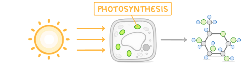 <ul><li><p>where photosynthesis takes place so they make glucose for the cell</p></li><li><p>contain a green substance called chlorophyll</p></li></ul>
