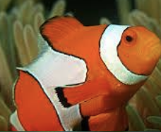 <p>What type of fish is shown in the picture?</p>