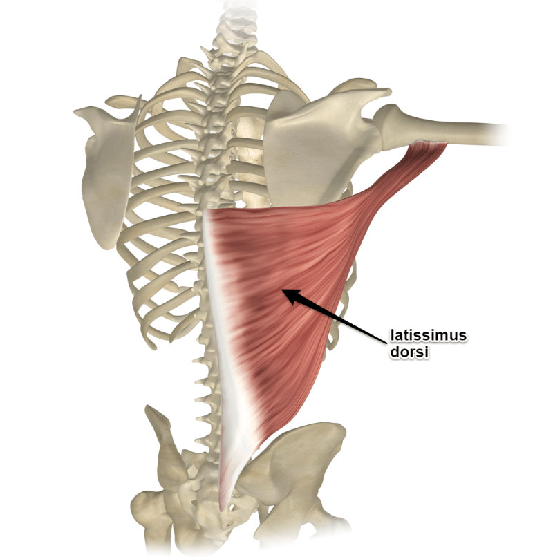 extension, adduction and medial rotation at shoulder