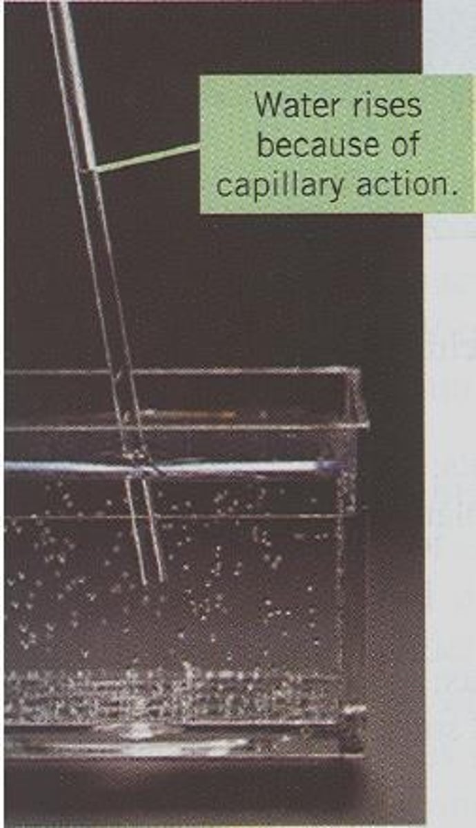 <p>Capillary action is the rise of liquids up very narrow tubes due to adhesive forces between the liquid and the walls of the tube.</p>