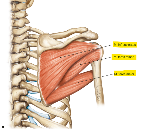 <p>m. teres major</p><p>loopt van onderkant scapula naar de humerus</p><p>functie = ondersteuning tijdens retroversie en adductie van de schouder</p>