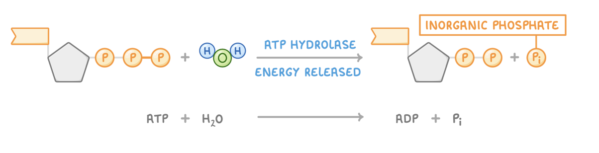 <p><span>When water is added to ATP, it breaks down into adenosine diphosphate (ADP) and inorganic phosphate (Pi). This reaction is catalysed by the enzyme ATP hydrolase and releases energy for use in cells.</span></p>