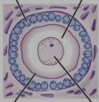 one layer of cuboidal granulosa cells around an oocyte