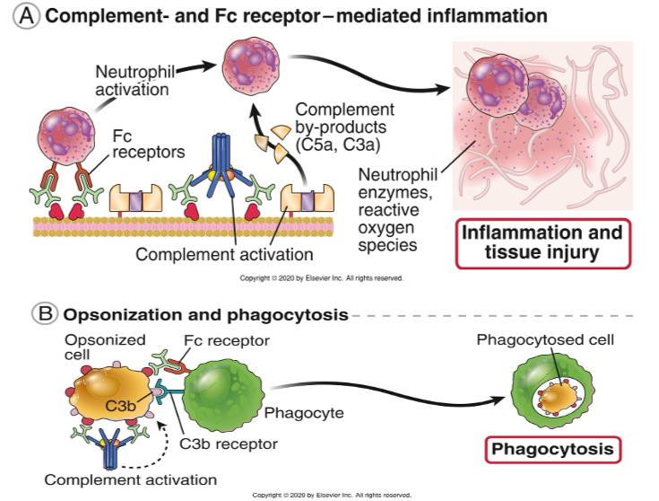 <ul><li><p><strong>Complement activation</strong>: inflammation caused by the activation of complement pathway via IgM or IgG binding the tissue antigens (recall anaphylatoxins-complement products and their role in inflammation) (Ex: blood transfusion reactions)</p></li><li><p><strong>Leukocyte activation</strong>: IgG antibodies (IgG1/IgG3) binding to neutrophils and macrophages via FcR activate them to cause inflammation (ROS, lysosomal enzymes)</p></li><li><p><strong>Opsonization</strong> and <strong>phagocytosis</strong>: antibodies binding to RBCs and platelets can be opsonized and destroyed by phagocytes</p></li></ul><p></p>