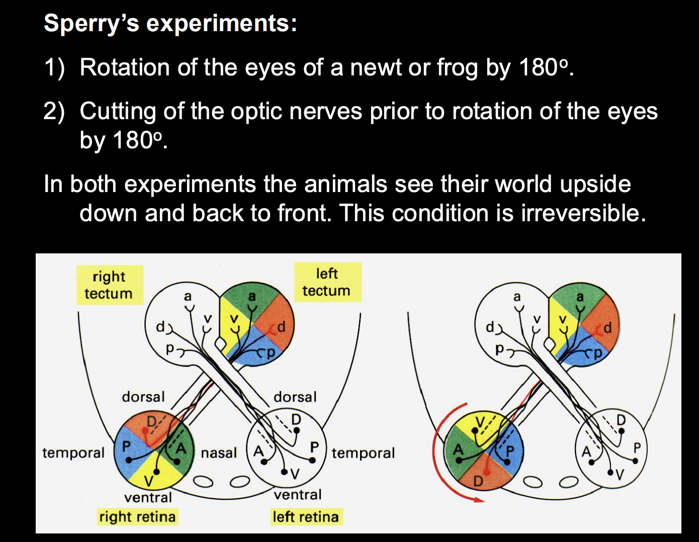 <p>Procedure 1:</p><ul><li><p>rotated eyes of a frog by 180 degrees (took eye out and back in)</p></li><li><p>left optic nerve intact</p></li><li><p>test behaviour of animal</p></li></ul><p>Result:</p><ul><li><p>frog saw world upside down</p></li></ul><p>Procedure 2: (done to test the re-generative effect)</p><ul><li><p>rotated frog eye 180 degrees</p></li><li><p>cut optic nerve</p></li></ul><p>Result:</p><ul><li><p>saw world upside down</p></li><li><p>irreversible</p></li></ul><p></p>