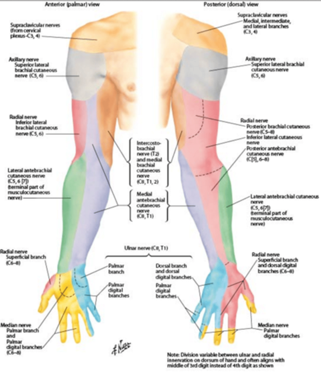 <p>- Motor to deltoid and teres minor.</p><p>- Sensation from skin of lateral shoulder.</p><p>- Most noticeable weakness with damage: shoulder abduction and external rotation.</p>