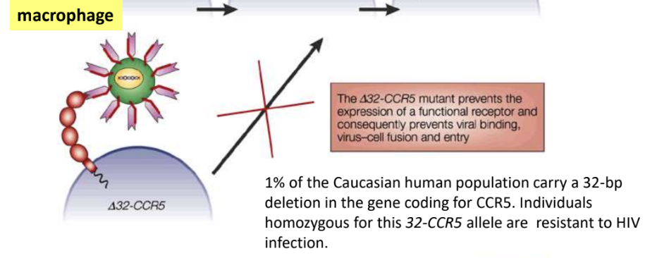 <p><strong>32-bp deletion in gene coding for CCR5</strong></p>