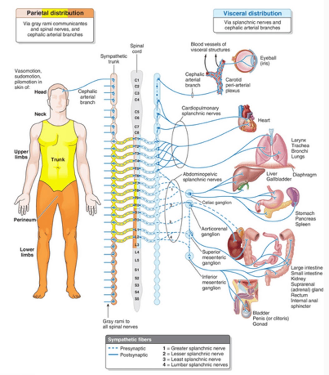 <p>◼ Def - paired nerves carrying ANS fibers to the visceral organs</p>