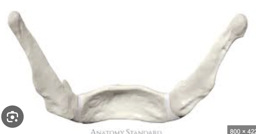 <p>What is bone called?</p>