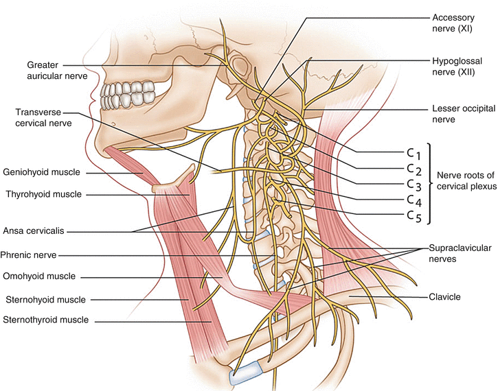 <p><span><strong><mark data-color="unset" style="background-color: unset; color: inherit">a network of nerves located in the neck that provides both sensory and motor innervation to the head, neck, and upper chest</mark></strong>. It's formed by the anterior rami of spinal nerves <strong>C1-C4.</strong> </span></p><p><span>This plexus is essential for various functions, including sensation in the neck and upper chest and controlling muscles in the neck, including the diaphragm.&nbsp;</span></p>