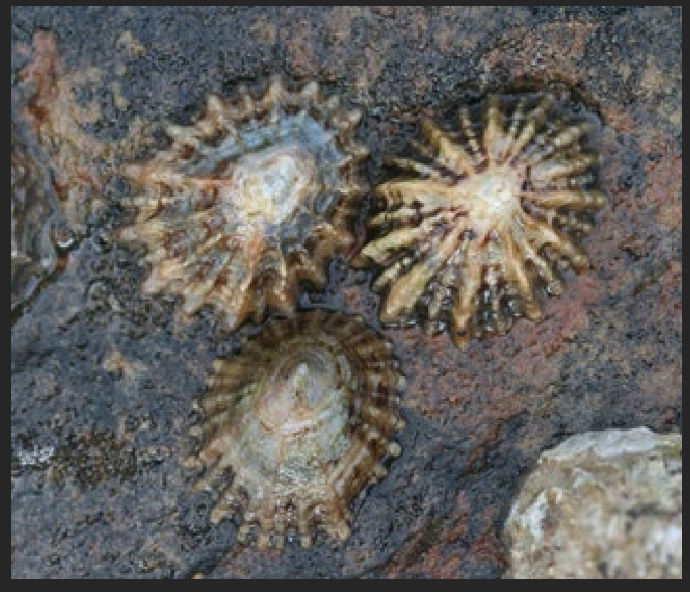 <p>What is the Portugese name of this species?</p>