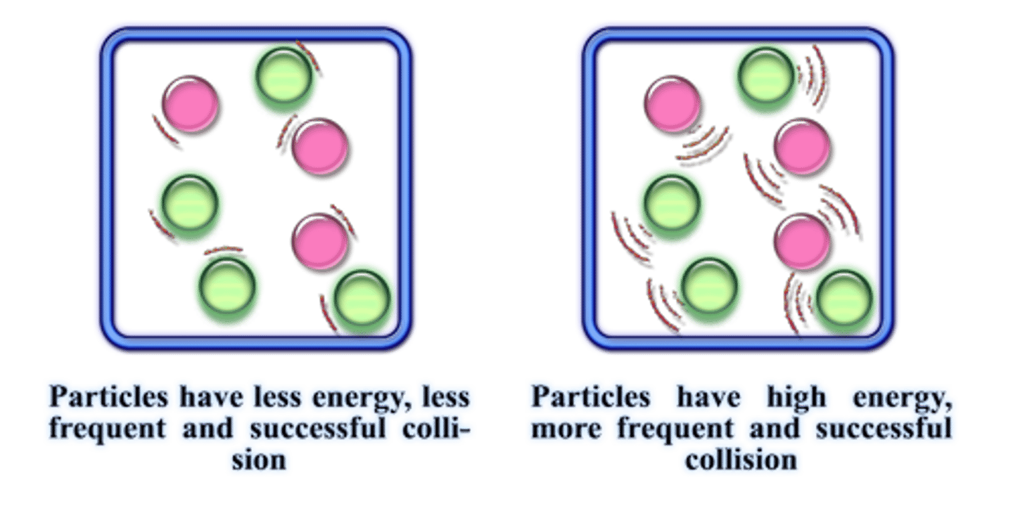 <p>Increases the rate of reaction up to an optimum rate, after which the denaturation of enzymes will occur</p>