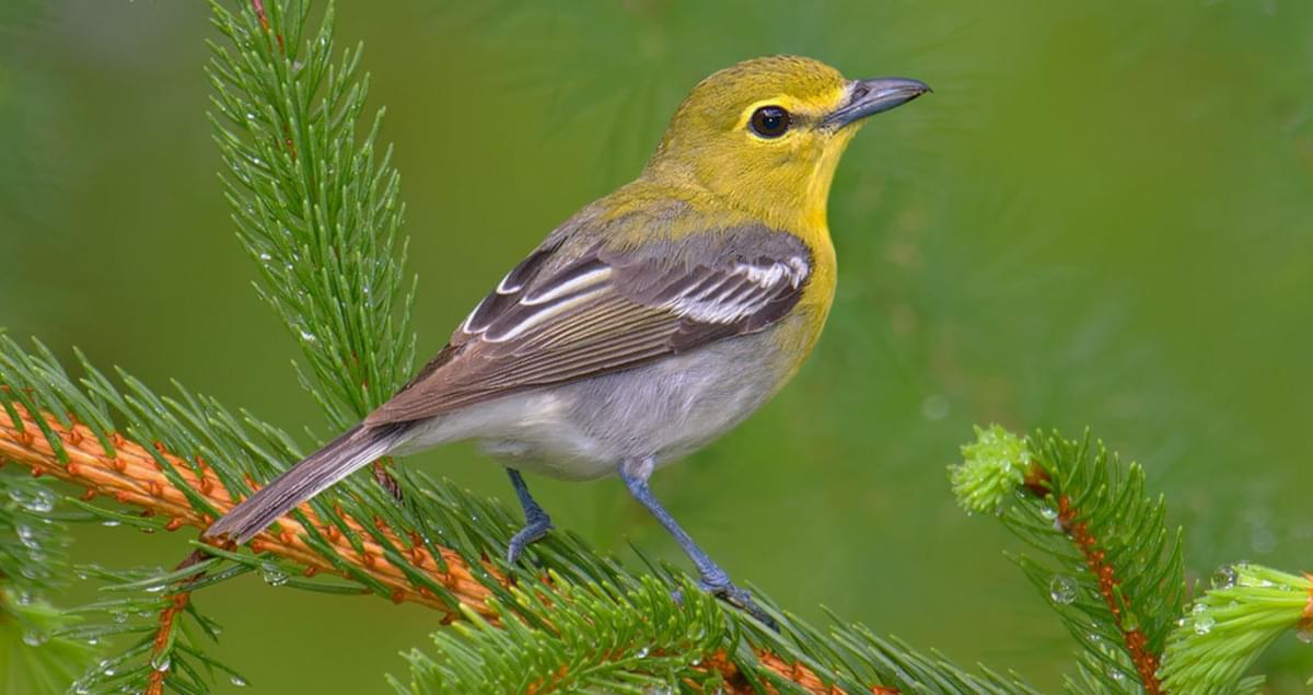 <p>Vireonidae </p>