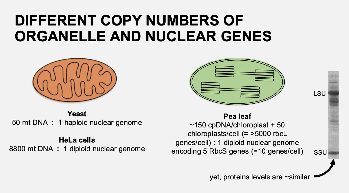 <ul><li><p>synthesis of nuclear-encoded subunits can occur in <strong>absence</strong> of mitochondrial gene</p></li><li><p>e.g in petite p- mutatns (rho)</p></li></ul><p></p>